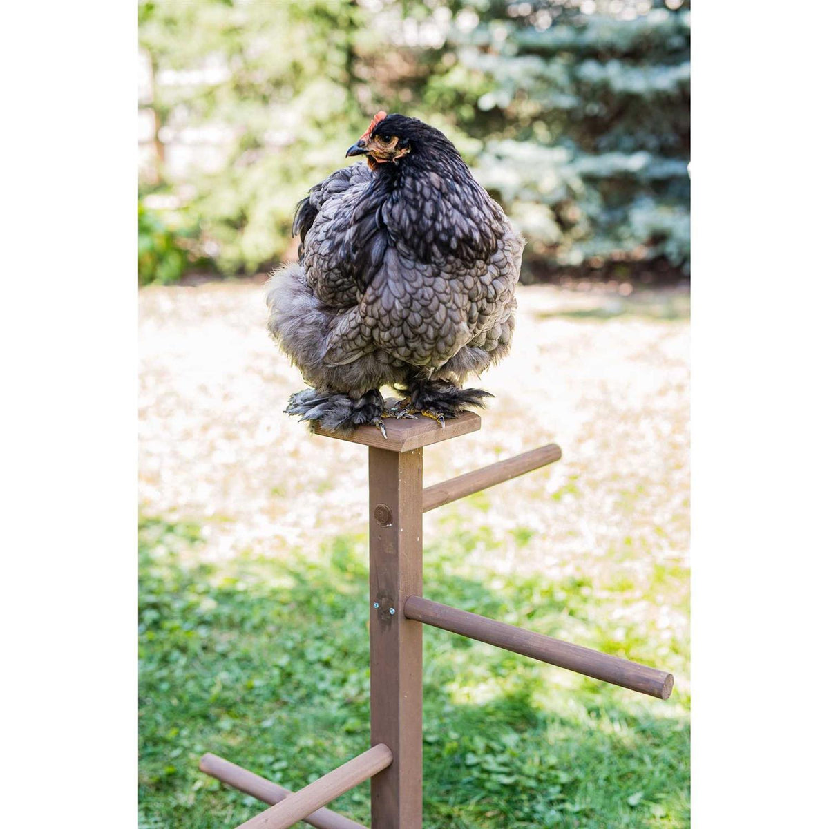 Double Roosting Perch W861