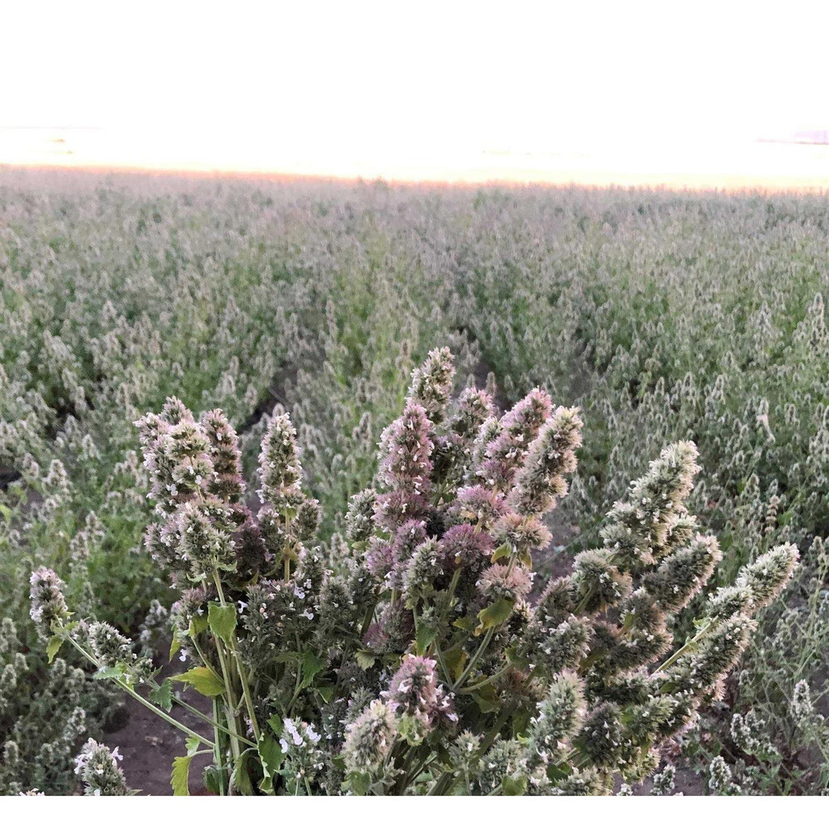 Silver Vine Catnip Mix Tub O63482
