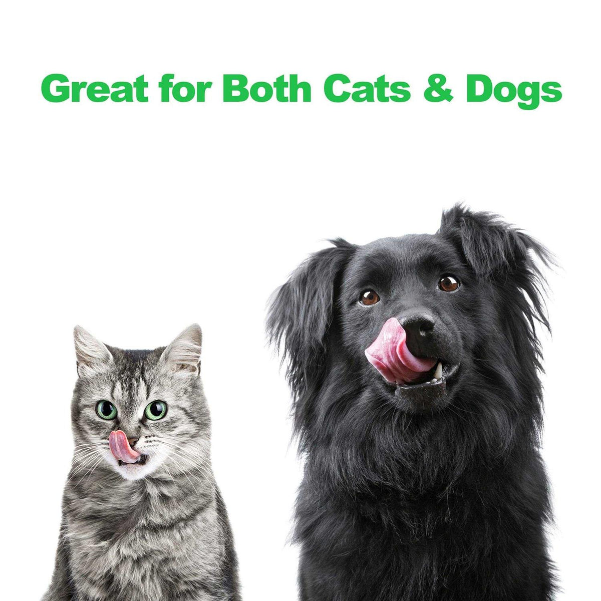 Modern Double Elevated Dog Bowls Y37751